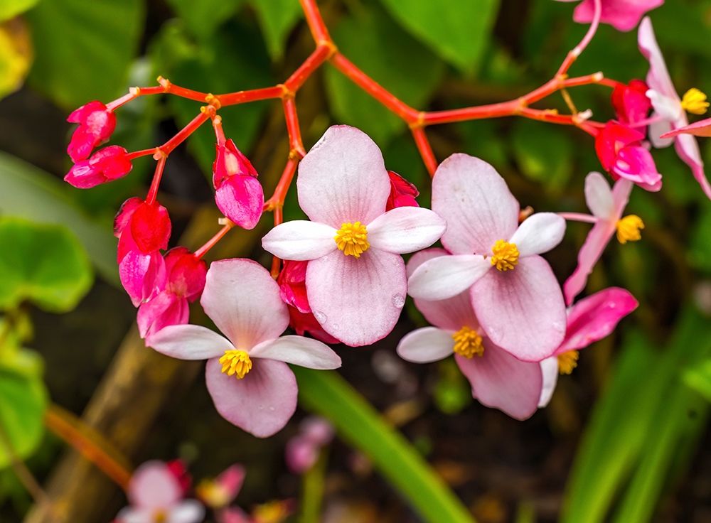 Pink flowering Begonia-Easter Island-Chile